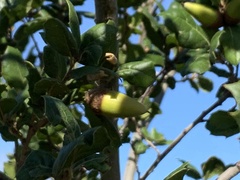 Quercus agrifolia