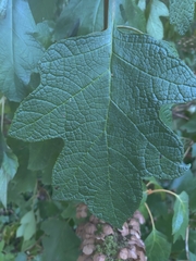 Hydrangea quercifolia
