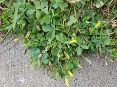 Oxalis corniculata