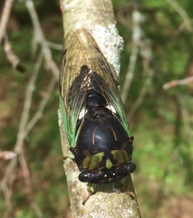 Neotibicen tibicen tibicen