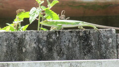 Polychrus marmoratus