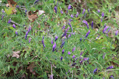 Vicia villosa villosa