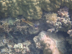 Neoniphon sammara