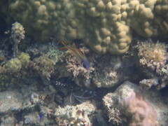 Neoniphon sammara