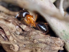 Camponotus