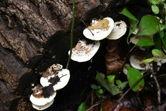 Trametes elegans
