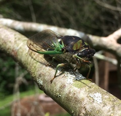 Neotibicen tibicen tibicen