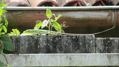 Polychrus marmoratus