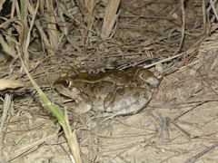 Leptodactylus macrosternum