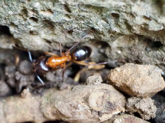 Camponotus