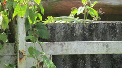 Polychrus marmoratus