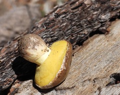 Suillus pseudobrevipes