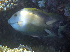 Ctenochaetus striatus