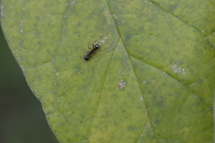 Camponotus subbarbatus
