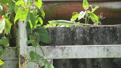 Polychrus marmoratus