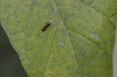 Camponotus subbarbatus