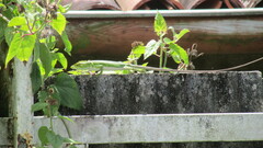 Polychrus marmoratus