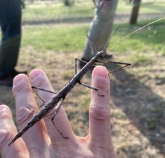 Megaphasma denticrus