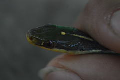 Thamnophis proximus rutiloris