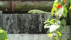 Polychrus marmoratus