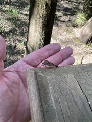 Leptoglossus oppositus