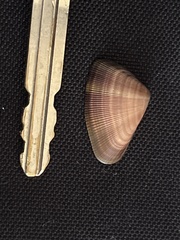 Donax punctatostriatus