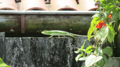 Polychrus marmoratus