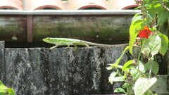 Polychrus marmoratus