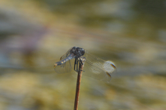 Erythrodiplax nigricans