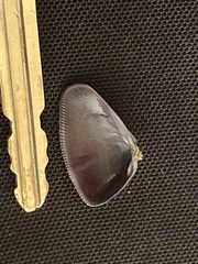 Donax punctatostriatus