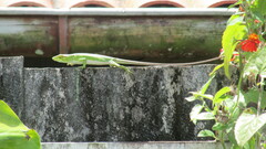 Polychrus marmoratus