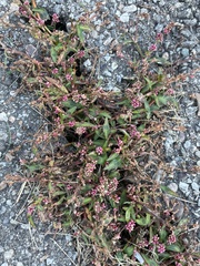 Persicaria maculosa
