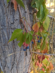 Parthenocissus quinquefolia