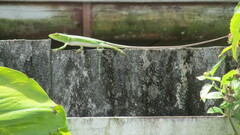 Polychrus marmoratus