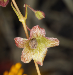 Mirabilis coccinea
