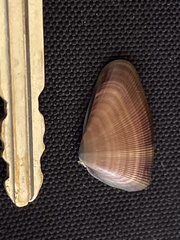 Donax punctatostriatus