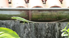 Polychrus marmoratus