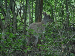 Mazama gouazoubira