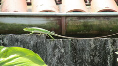 Polychrus marmoratus