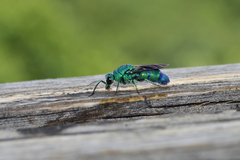 Chrysis smaragdula