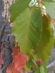 Parthenocissus quinquefolia