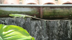 Polychrus marmoratus