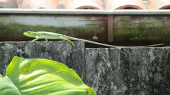 Polychrus marmoratus