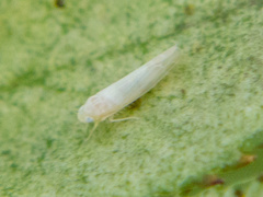 Typhlocybini