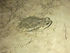 Rhinella major
