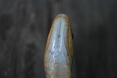 Thamnophis proximus rutiloris