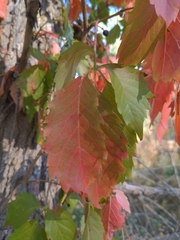 Parthenocissus quinquefolia