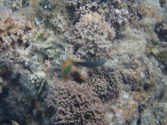 Stethojulis bandanensis
