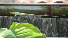 Polychrus marmoratus