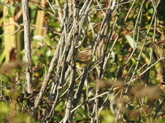 Setophaga palmarum palmarum